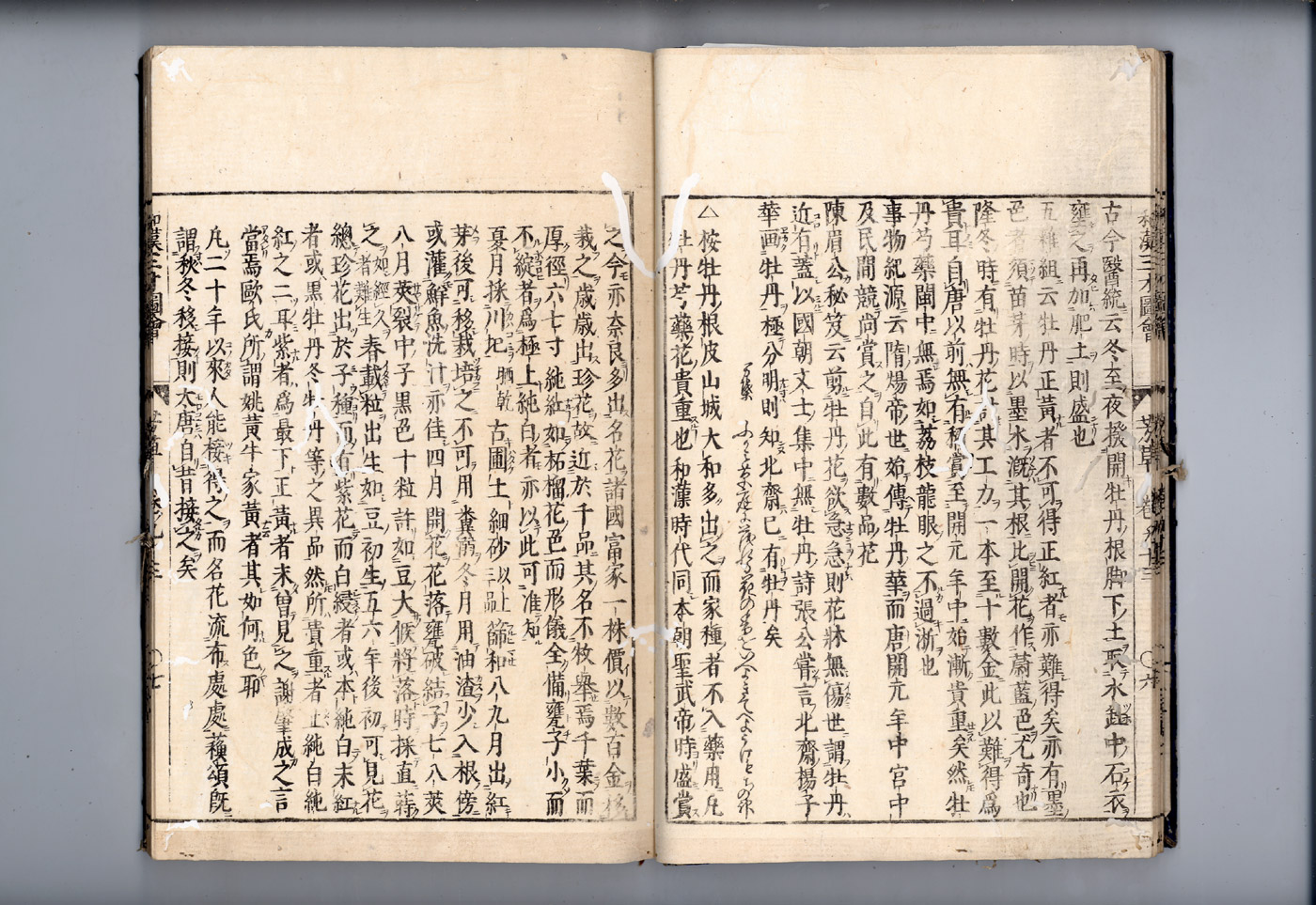 화한삼재도회 목단피 목단2.jpg