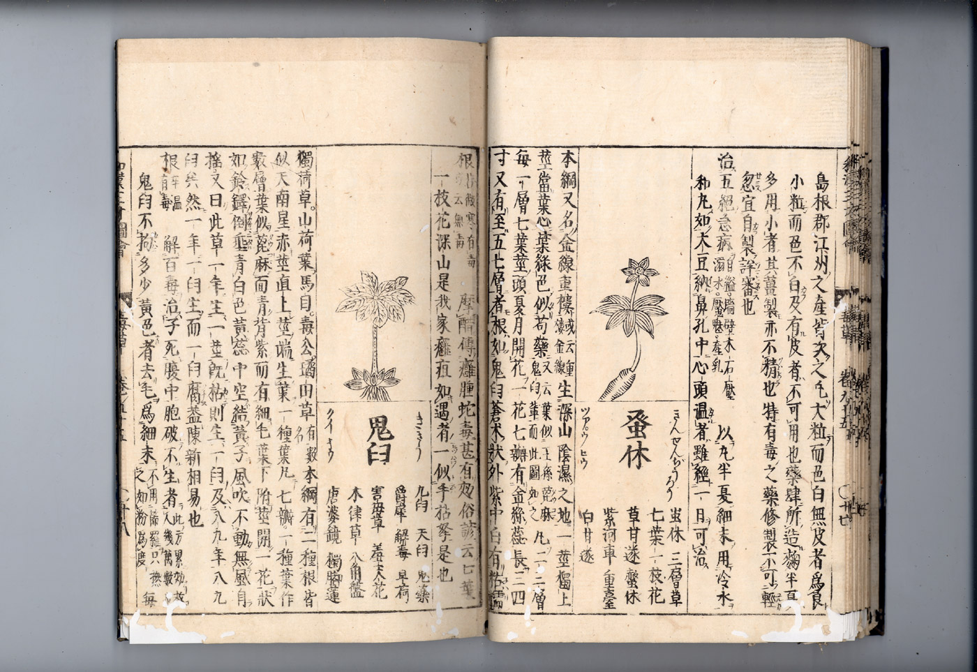 화한삼재도회 반하 반하2.jpg