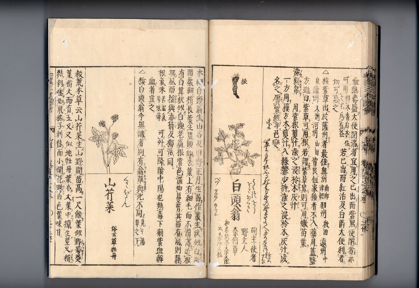 화한삼재도회 백두옹 백두옹.jpg