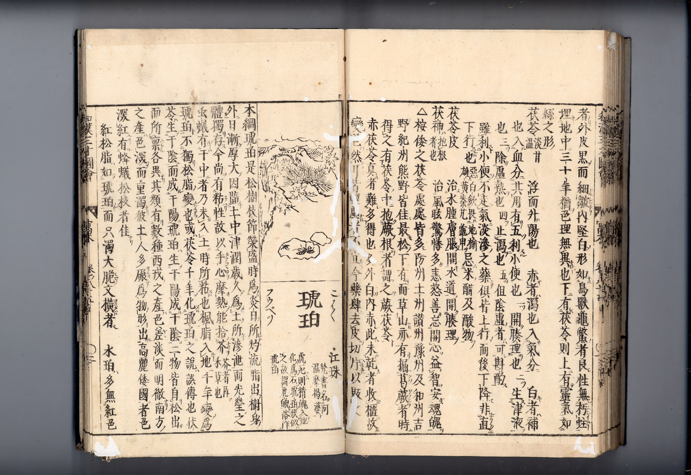 화한삼재도회 복령 복령2.jpg