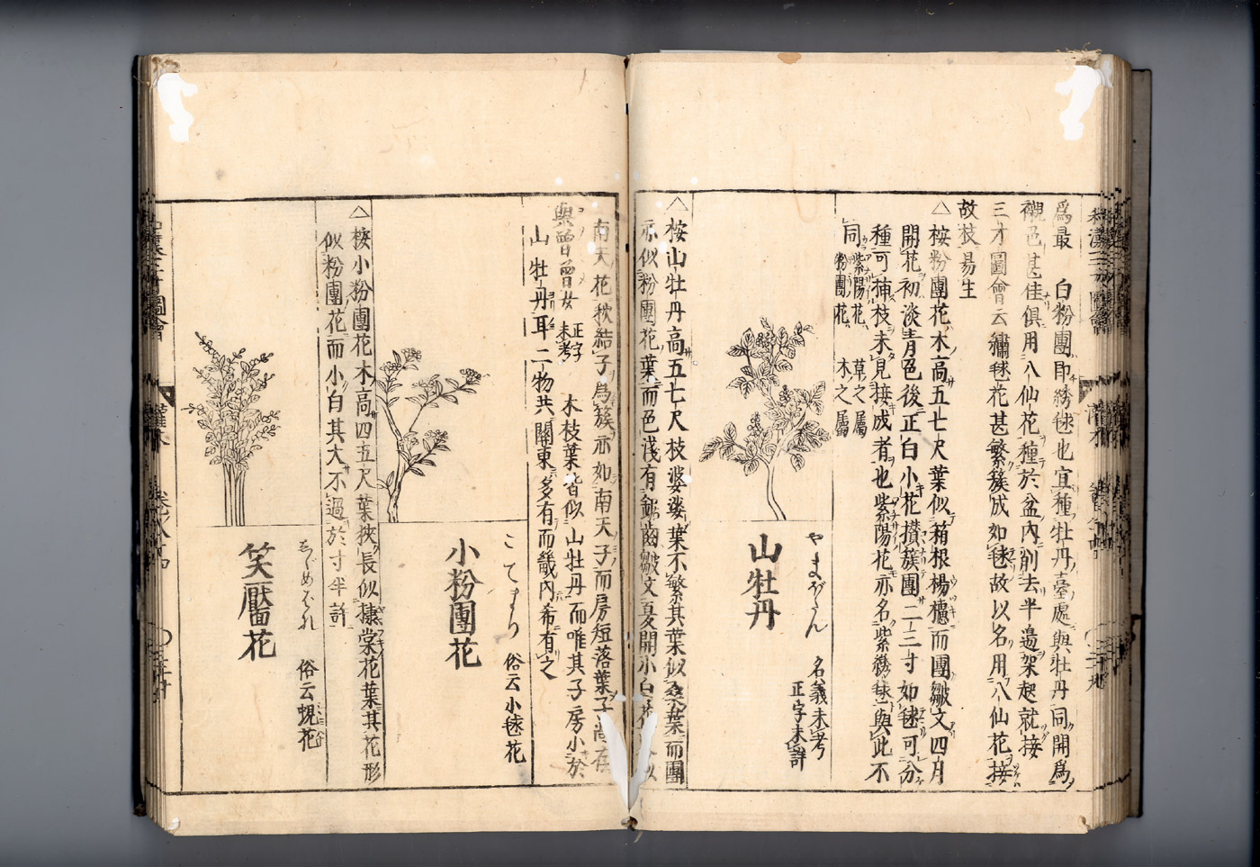 화한삼재도회 목단피 산목단.jpg