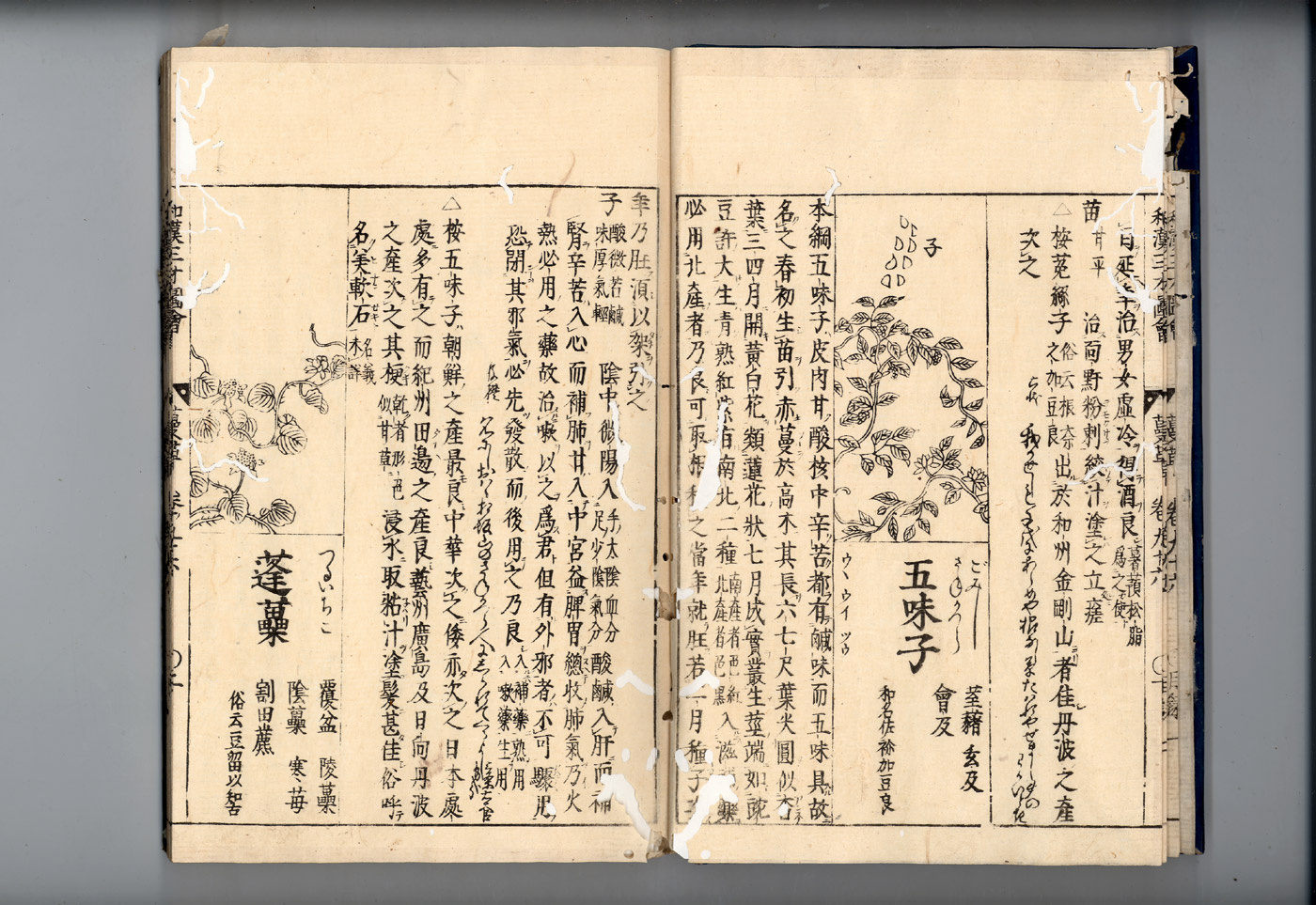 화한삼재도회 오미자 오미자.jpg