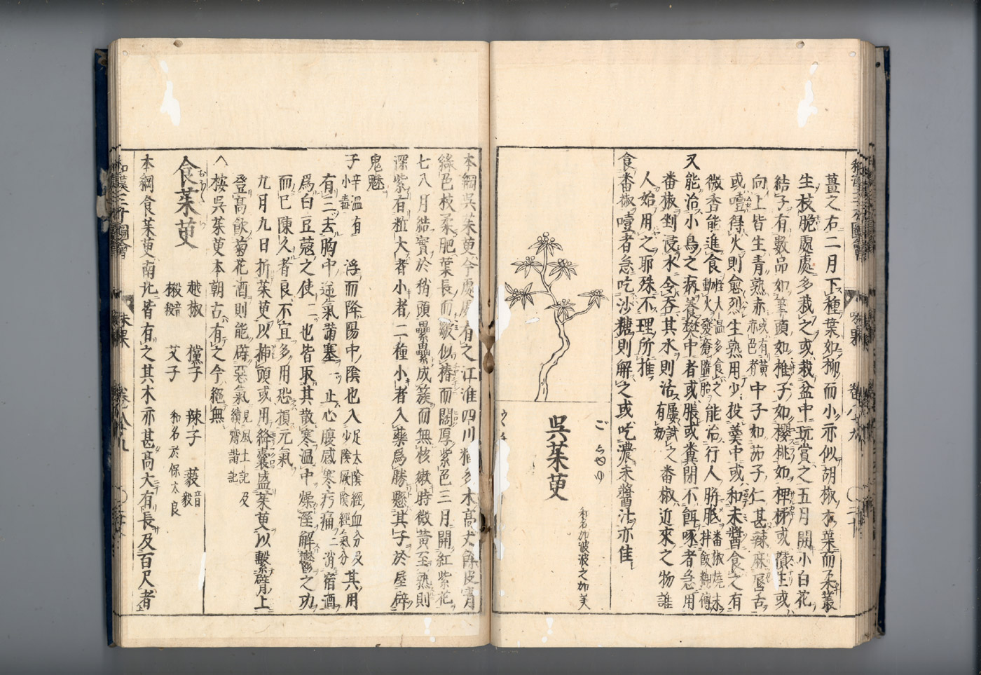 화한삼재도회 오수유 오수유.jpg