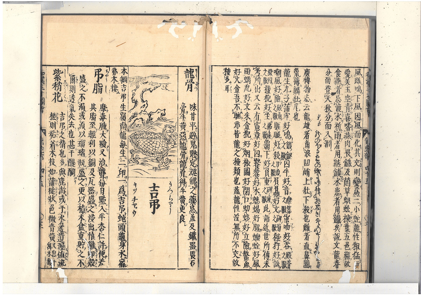 화한삼재도회 용골 용골.jpg