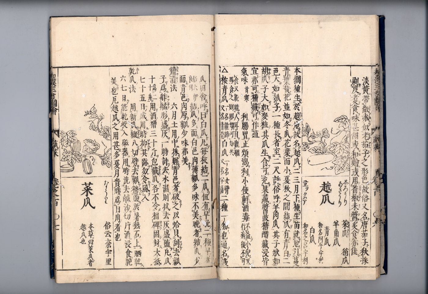 화한삼재도회 과체 월과(청과).jpg