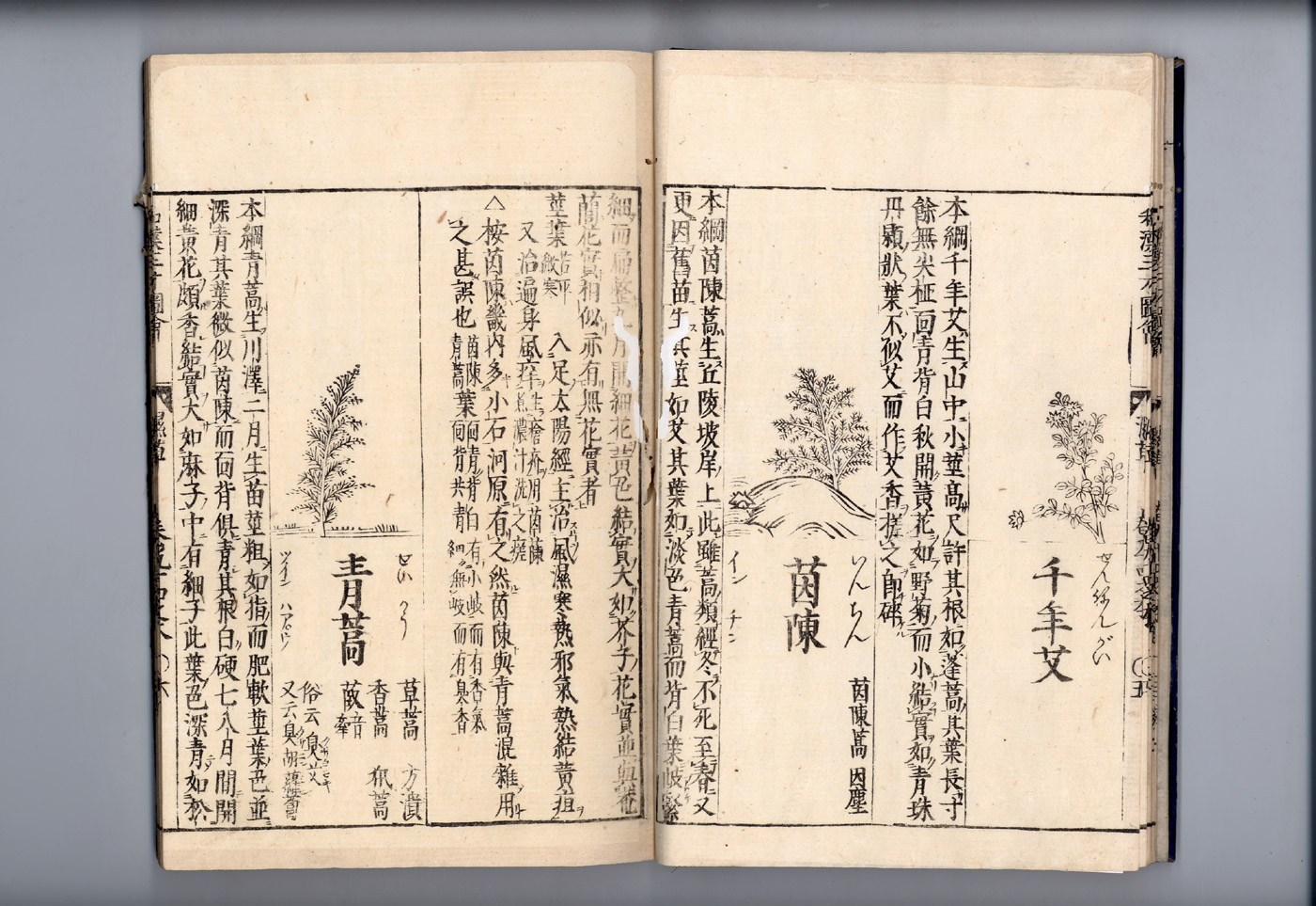 화한삼재도회 인진호 인진호.jpg