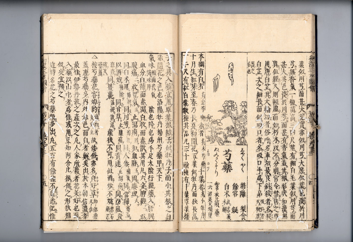 화한삼재도회 작약 작약1.jpg