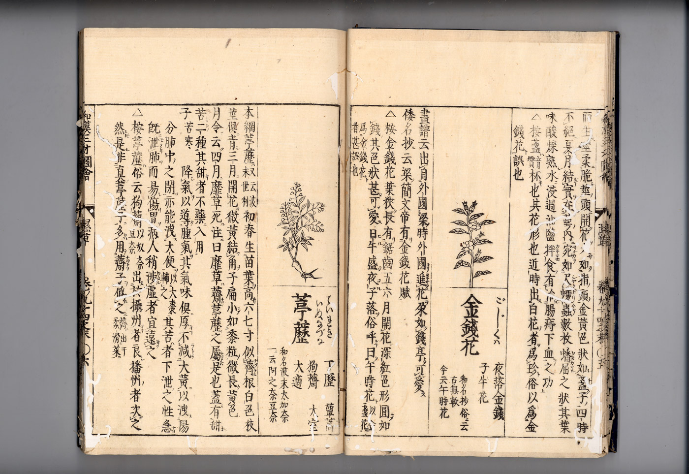 화한삼재도회 정력 정력.jpg