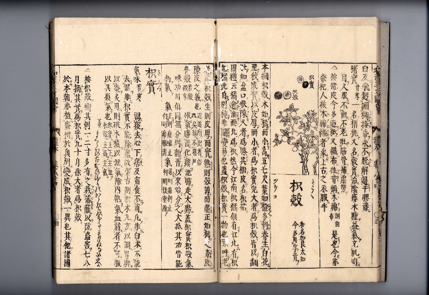 화한삼재도회 지실 지실1.jpg