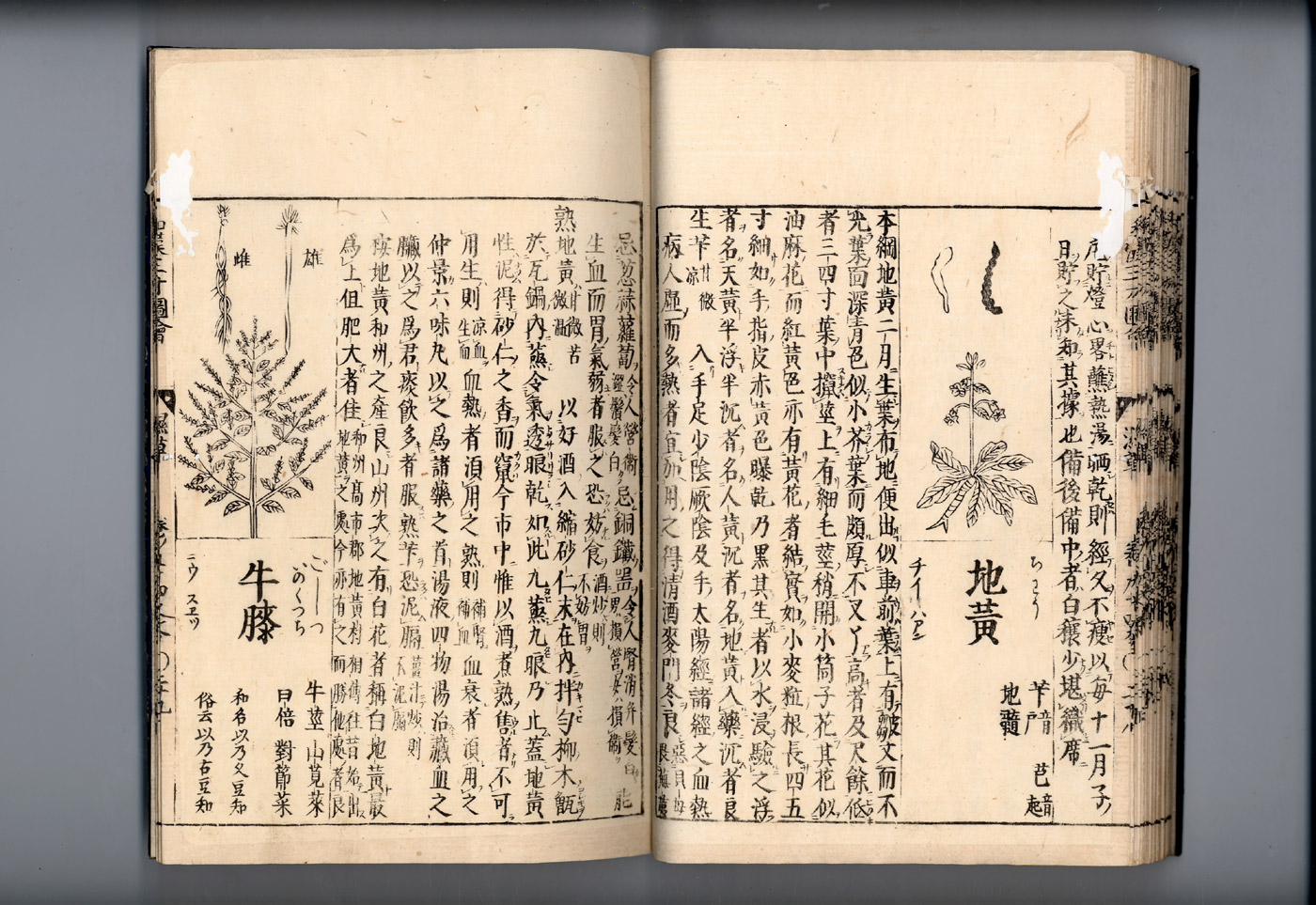 화한삼재도회 지황 지황.jpg