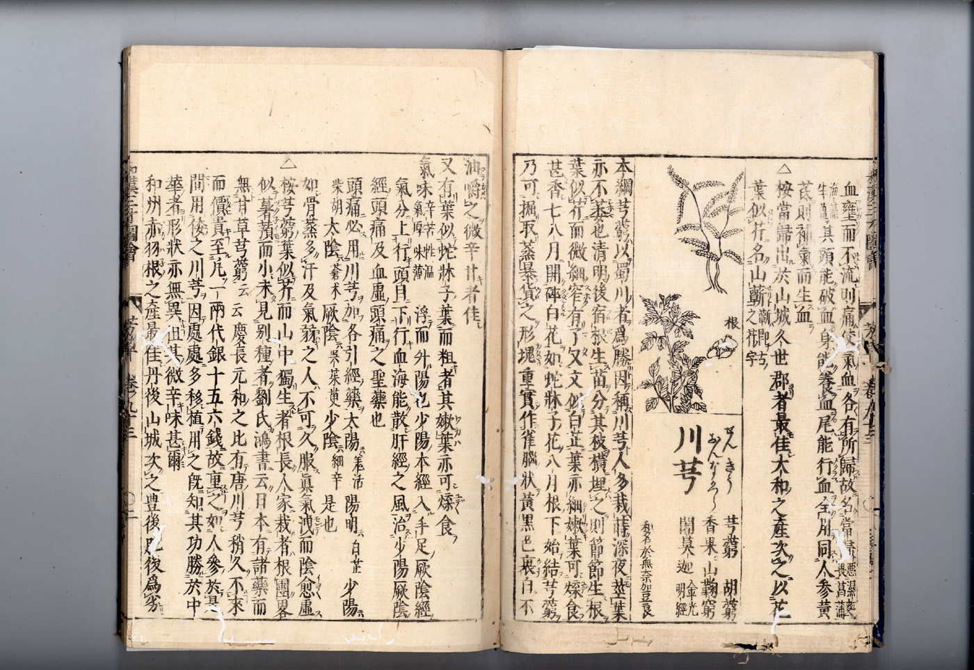 화한삼재도회 궁궁 천궁1.jpg