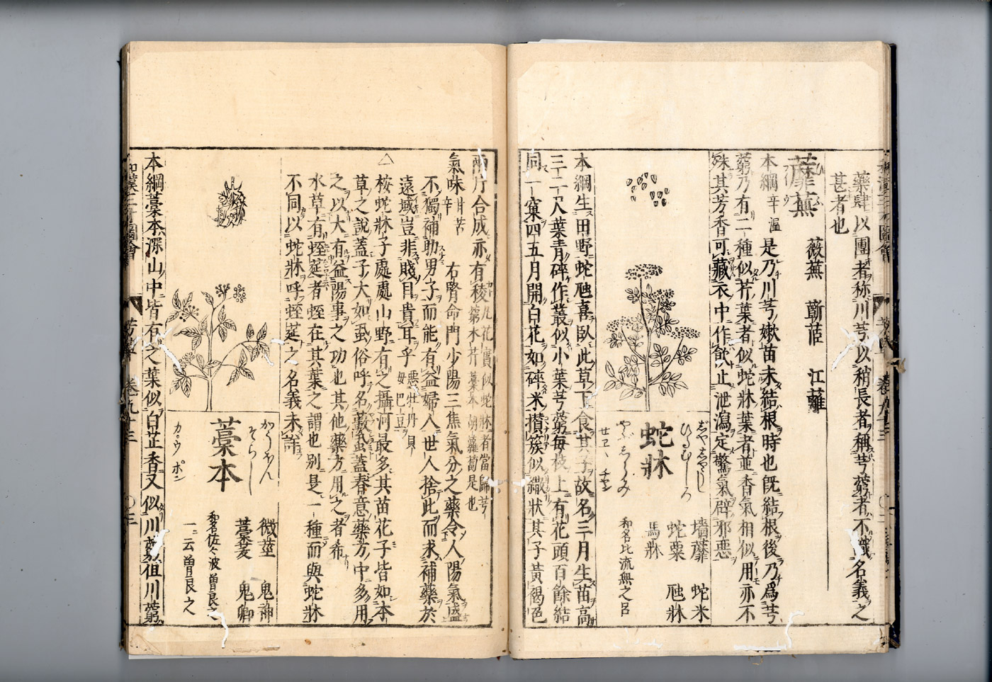 화한삼재도회 궁궁 천궁2.jpg