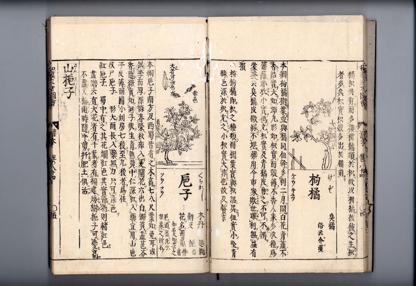 화한삼재도회 치자 치자_산치자.jpg