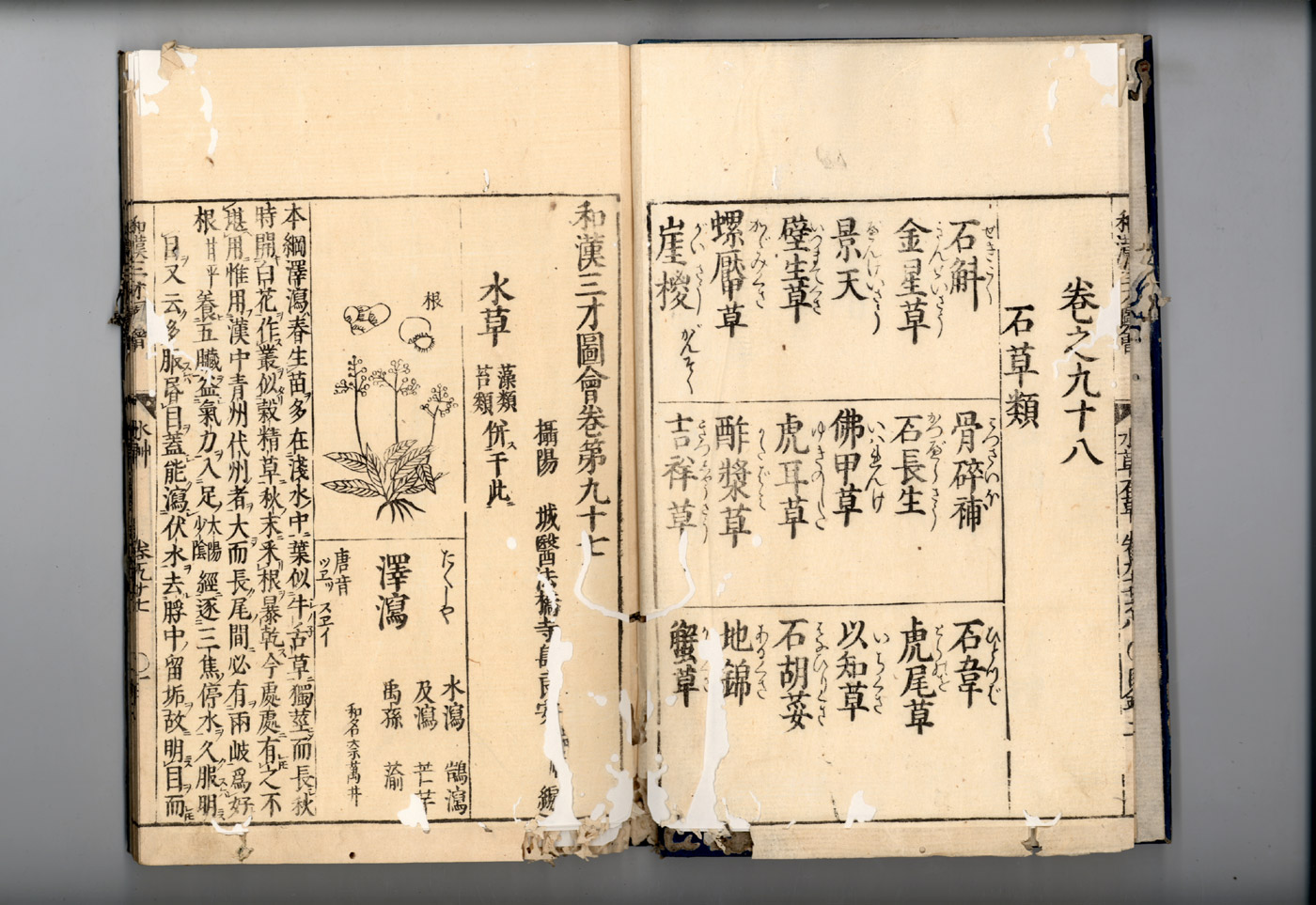 화한삼재도회 택사 택사1.jpg