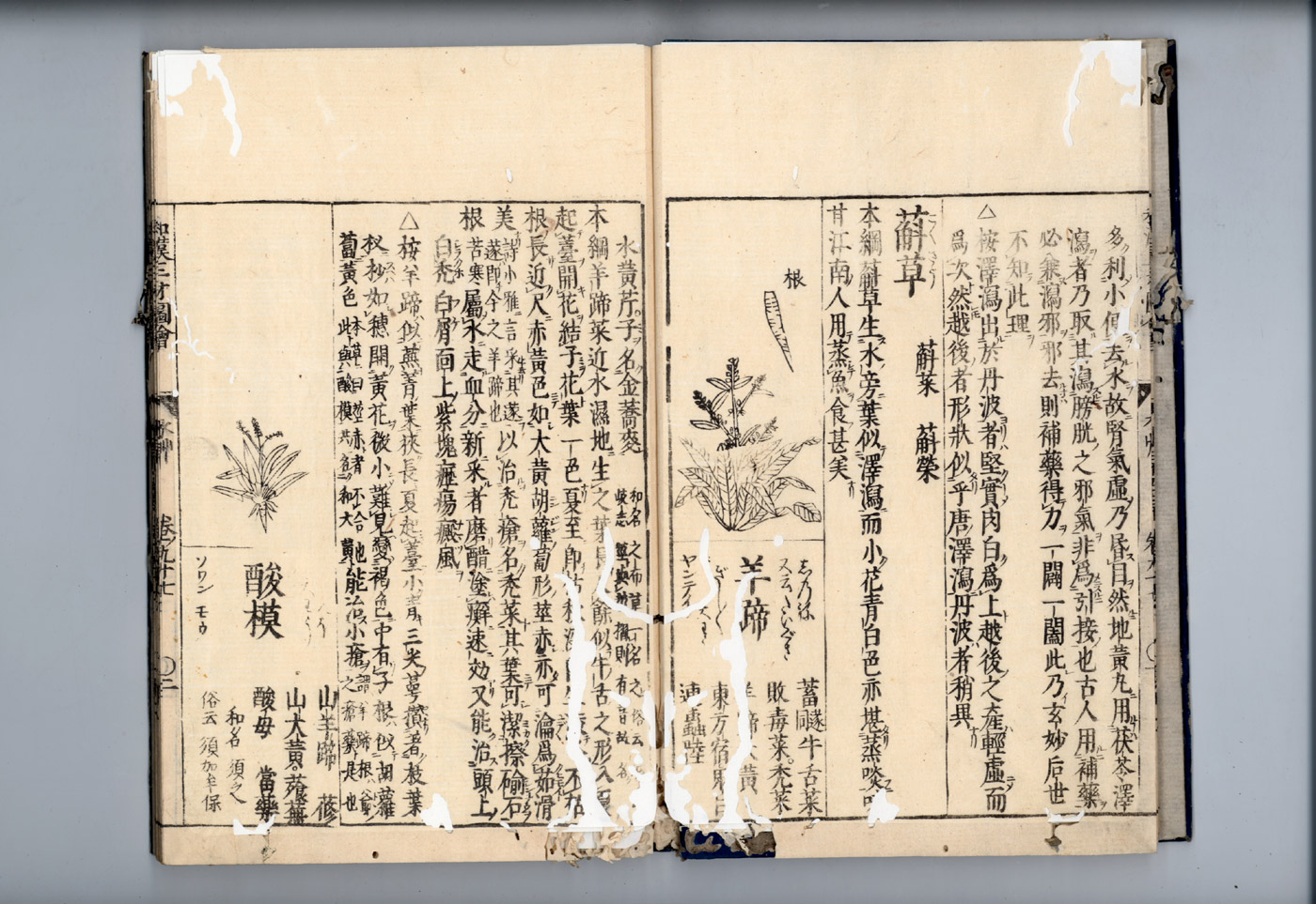 화한삼재도회 택사 택사2.jpg