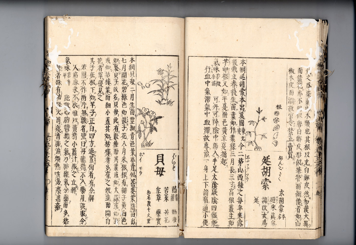 화한삼재도회 패모 패모1.jpg