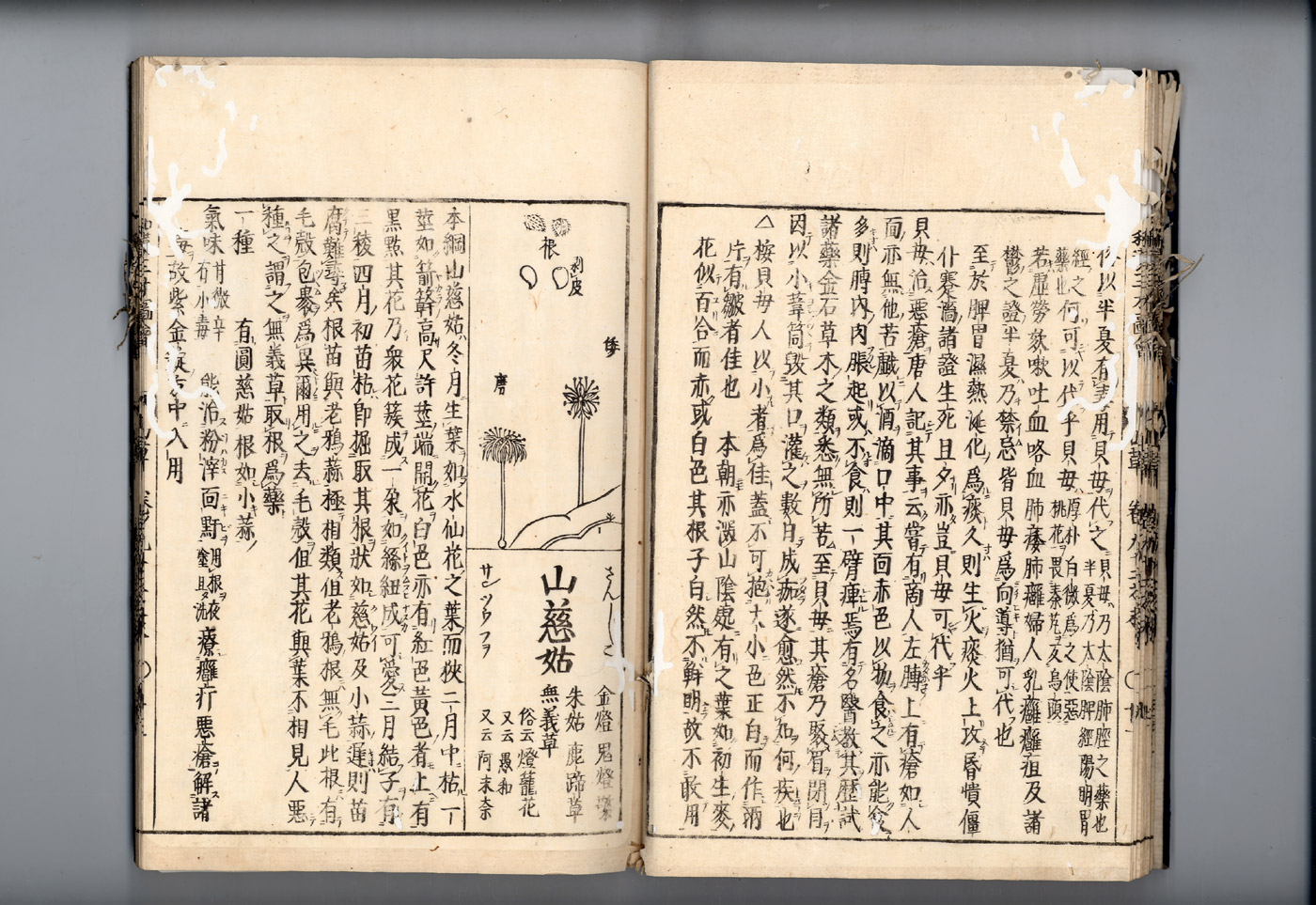 화한삼재도회 패모 패모2.jpg