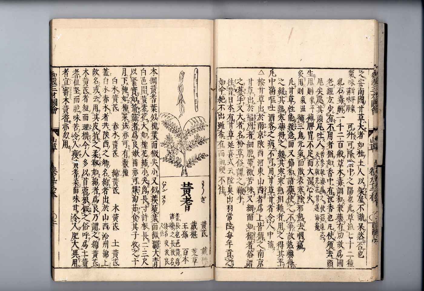 화한삼재도회 황기 황기1.jpg