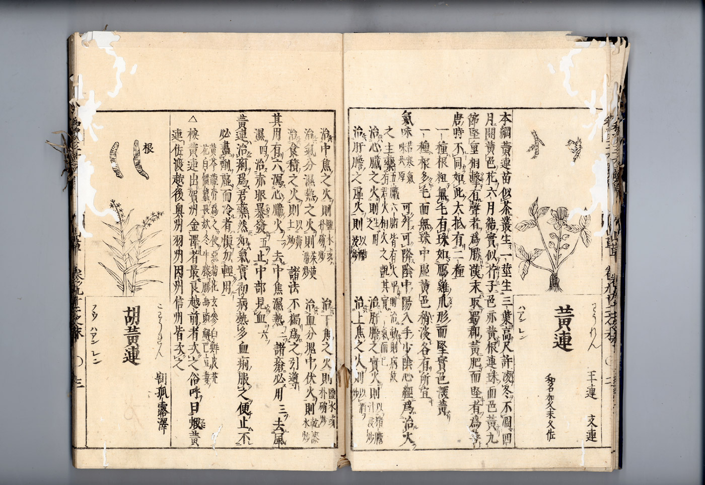 화한삼재도회 황련 황련.jpg