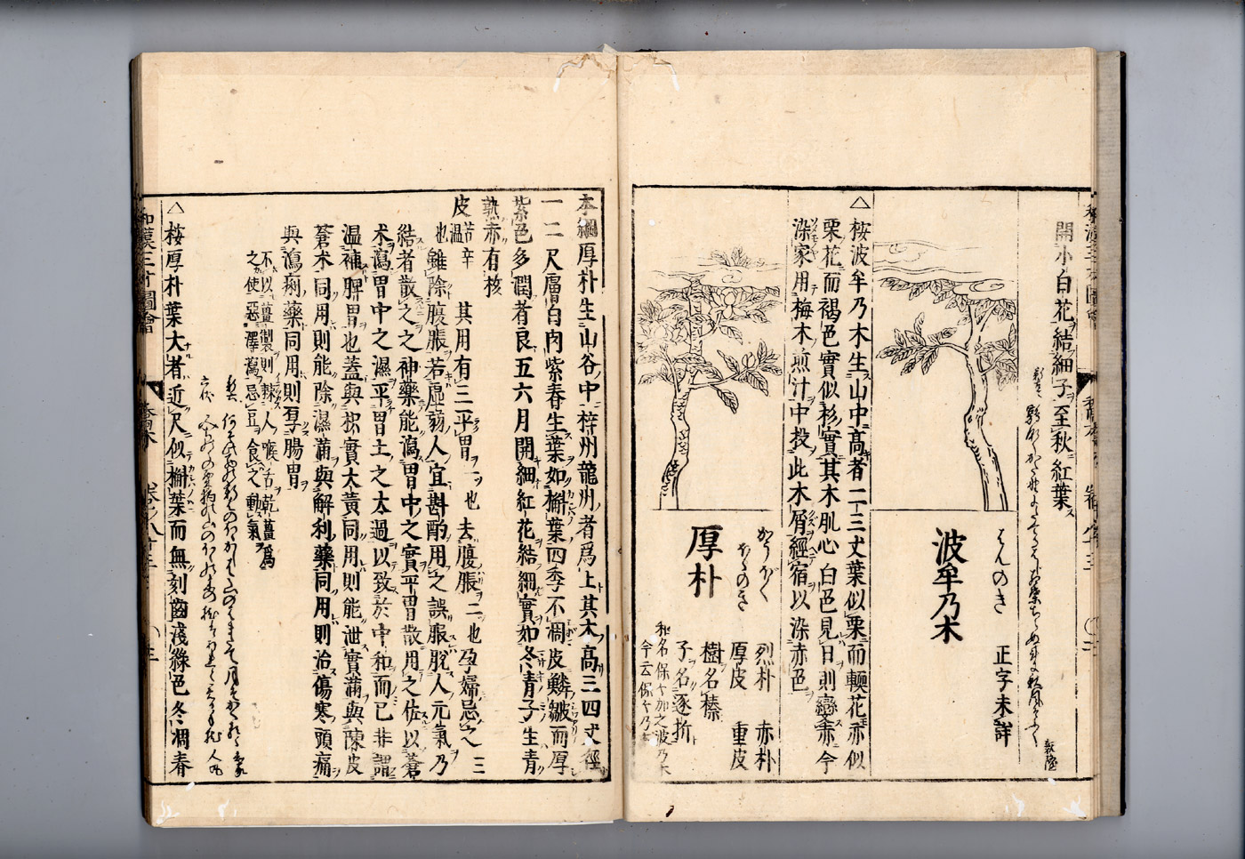 화한삼재도회 후박 후박1.jpg