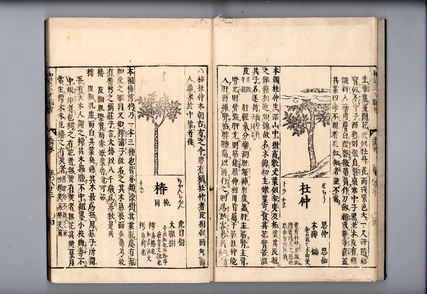 화한삼재도회 후박 후박_두충.jpg